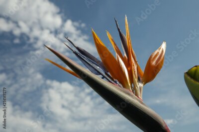Papier peint  Strelitzia flower against the sky