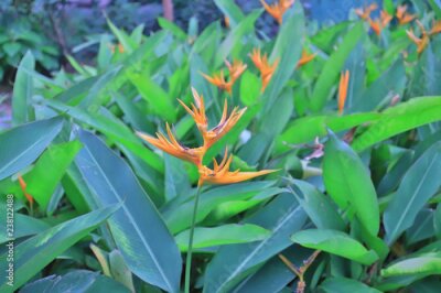 Papier peint   Strelitzia flower Also known as Bird of Paradise