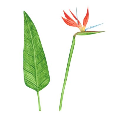 Papier peint  Strelitzia flower and a leaf isolated on a white background. Watercolor bird of paradise flower illustration. Exotic garden clipart. Hand-drawn tropical floral object. Colorful strelitzia print.