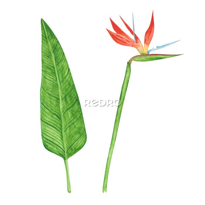 Papier peint  Strelitzia flower and a leaf isolated on a white background. Watercolor bird of paradise flower illustration. Exotic garden clipart. Hand-drawn tropical floral object. Colorful strelitzia print.