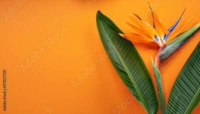 Papier peint  strelitzia flower and green palm fond on orange tropical background