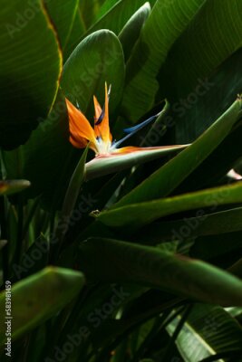 Papier peint  Strelitzia flower, bird of paradise 