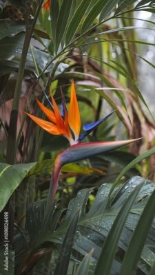 Papier peint  strelitzia flower, bird of paradise 
