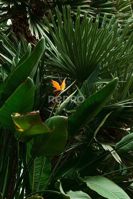Papier peint  Strelitzia flower, bird of paradise 