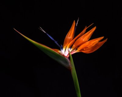 Papier peint  Strelitzia flower, Bird-of-Paradise,  against black background, exotic and colorful flower resembling a bird