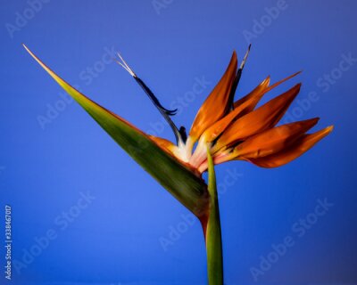 Papier peint  Strelitzia flower, Bird-of-Paradise,  against blue background, exotic and colorful flower resembling a bird