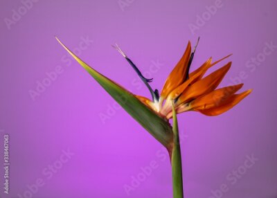 Papier peint  Strelitzia flower, Bird-of-Paradise,  against purple background, exotic and colorful flower resembling a bird