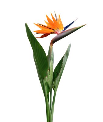 Papier peint  Strelitzia Flower, Bird of Paradise. Exotic flower isolated on white.