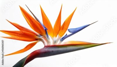 Papier peint  strelitzia flower bird of paradise exotic flower isolated on white