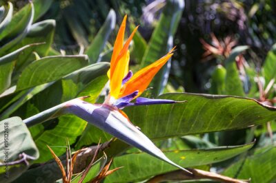 Papier peint  Strelitzia flower, bird of paradise, Funchal, Portugal. Madeira island botanical garden Monte.