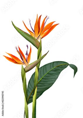 Papier peint  strelitzia  flower bird of paradise tropical flower isolated on white strelitzia, bouquet, flower aloha summer, fruit, tropical, vacation, beach, sunshine, exotic, vibrant, refreshing