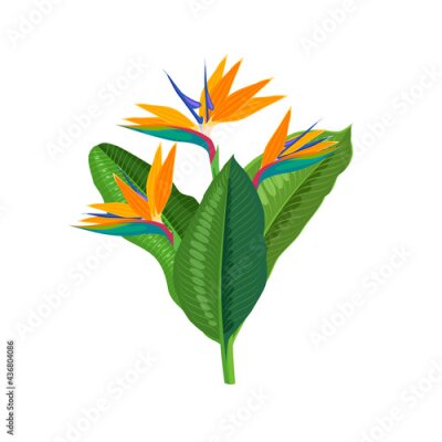 Papier peint  Strelitzia flower, bird of paradise. Vector illustration cartoon flat icon isolated on white background.