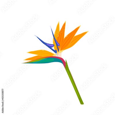 Papier peint  Strelitzia flower, bird of paradise. Vector illustration cartoon flat icon isolated on white background.