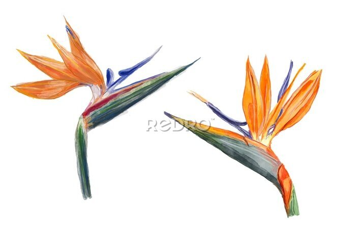 Papier peint  Strelitzia flower (bird of paradise) watercolor elements isolated on white background.