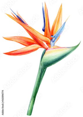 Papier peint  Strelitzia flower, bird of paradise, watercolor painting isolated, botanical illustration, tropical flora, jungle design