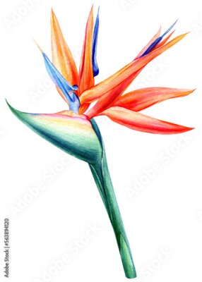 Papier peint  Strelitzia flower, bird of paradise, watercolor painting isolated, botanical illustration, tropical flora, jungle design