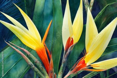 Papier peint  Strelitzia flower, bird of paradise, watercolor painting isolated, botanical illustration, tropical flora, jungle design. Generative AI