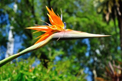 Papier peint  Strelitzia flower - Bird of paradise with blurry background