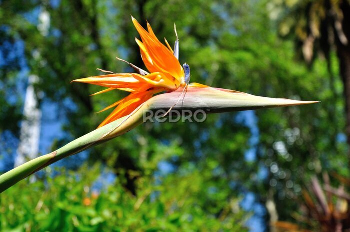 Papier peint  Strelitzia flower - Bird of paradise with blurry background