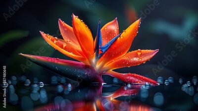 Papier peint  Strelitzia flower (Bird of Paradise) with water reflections, isolated on transparent background