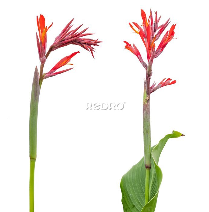 Papier peint  Strelitzia flower,Bird Paradise  isolated on white background