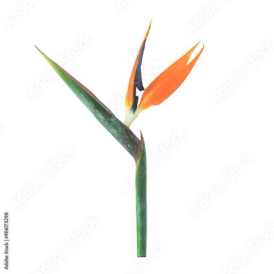 Papier peint  Strelitzia flower, birds of paradise on  transparency background.