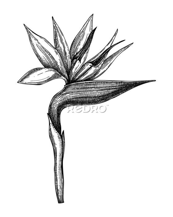 Papier peint  Strelitzia flower botanical  illustration. Hand drawn tropical plant on white background. Exotic flower vector sketch. Tropical design element. Bird of paradise (crane lily) outline.