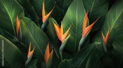 Papier peint  Strelitzia flower buds set against lush green foliage Themes nature blooming tropical exotic