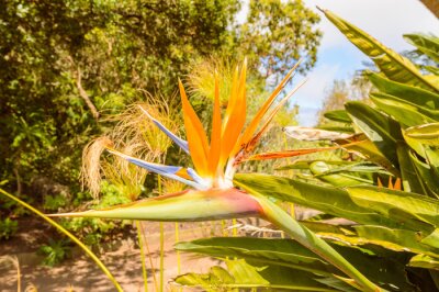 Papier peint  Strelitzia Flower, crane or Bird of Paradise Flower, Strelitzia reginae, flower, Tenerife, Canary Islands, Spain, Europe In The Garajonay National Park. April 15, 2019. La Gomera, Santa Cruz