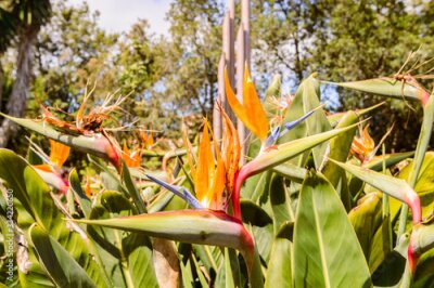 Papier peint  Strelitzia Flower, crane or Bird of Paradise Flower, Strelitzia reginae, flower, Tenerife, Canary Islands, Spain, Europe In The Garajonay National Park. April 15, 2019. La Gomera, Santa Cruz