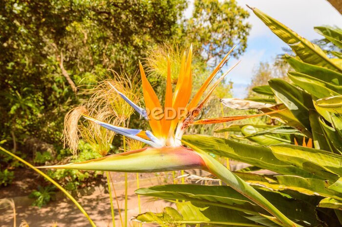 Papier peint  Strelitzia Flower, crane or Bird of Paradise Flower, Strelitzia reginae, flower, Tenerife, Canary Islands, Spain, Europe In The Garajonay National Park. April 15, 2019. La Gomera, Santa Cruz