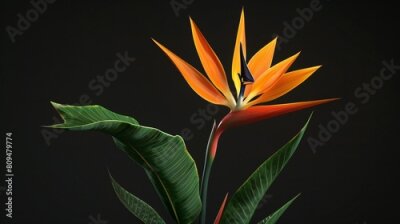 Papier peint  Strelitzia flower: Find calm amidst the chaos with its soothing beauty.