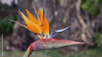 Papier peint  Strelitzia flower from the park, close-up