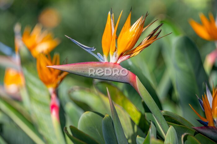 Papier peint  Strelitzia flower growing in Madeira