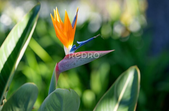 Papier peint  Strelitzia flower growing in Madeira