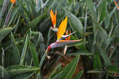 Papier peint  Strelitzia flower, illuminated by the sun, against a background of dark green leaves