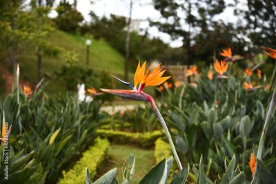 Papier peint  Strelitzia flower, illuminated by the sun, against the background of the park