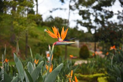 Papier peint  Strelitzia flower, illuminated by the sun, against the background of the park