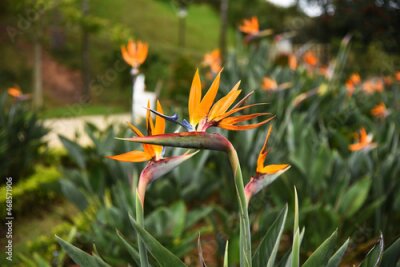 Papier peint  Strelitzia flower, illuminated by the sun, against the background of the park