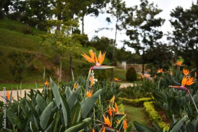 Papier peint  Strelitzia flower, illuminated by the sun, against the background of the park