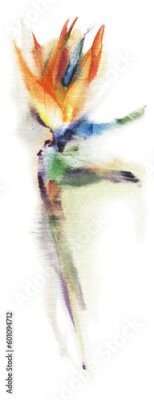 Papier peint  Strelitzia flower. Illustration. Watercolor drawing, isolated on white background.