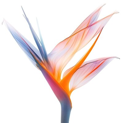 Papier peint  Strelitzia flower image mimicking an x-ray photo. Generative AI.