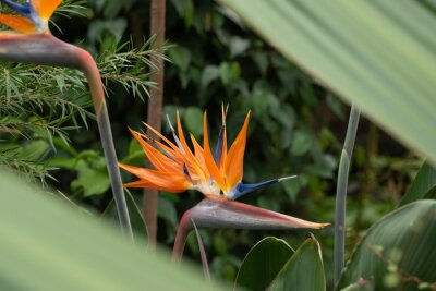 Papier peint  Strelitzia flower in a Botanical garden, Saint-Petersburg