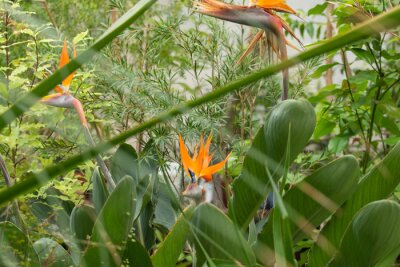 Papier peint  Strelitzia flower in a Botanical garden, Saint-Petersburg