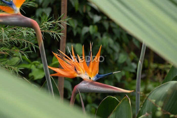Papier peint  Strelitzia flower in a Botanical garden, Saint-Petersburg