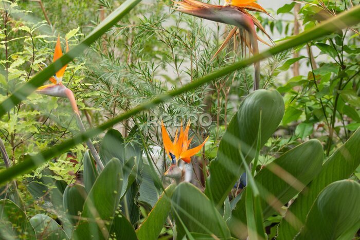 Papier peint  Strelitzia flower in a Botanical garden, Saint-Petersburg