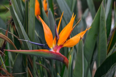 Papier peint  Strelitzia flower in a flowerbed on the Mediterranean coast 1