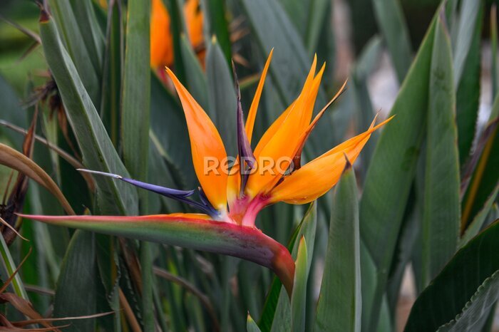 Papier peint  Strelitzia flower in a flowerbed on the Mediterranean coast 1