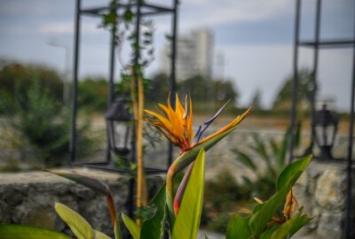 Papier peint  Strelitzia flower in a flowerbed on the Mediterranean coast 3