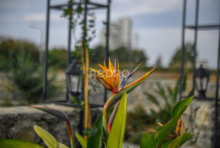 Papier peint  Strelitzia flower in a flowerbed on the Mediterranean coast 3